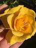 Gold Road rose photo