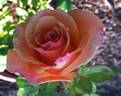 Bronze Dream rose photo