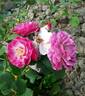 Wild Blue Yonder ™ rose photo