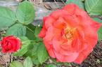 Jiminy Cricket rose photo