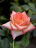 Sunny Sundays rose photo