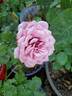 True Compassion rose photo