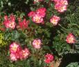 Easy Girl rose photo