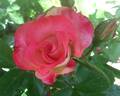 Easy Girl rose photo