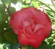 Easy Girl rose photo