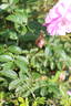 Syke rose photo
