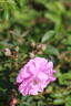 Syke rose photo