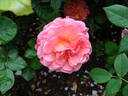 Lilian Austin rose photo