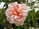 Léontine Gervais rose photo