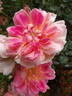 Borderer rose photo