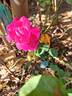 Elegance rose photo