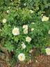 Oh Happy Day ® rose photo