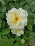Oh Happy Day ® rose photo