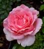 Dr. Jane Goodall rose photo