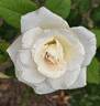 Canadian White Star ® rose photo