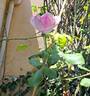 Honoré de Balzac rose photo