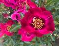 Devil Babylon Eyes rose photo
