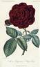 Empereur Napoléon rose photo