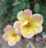 The Champion™ Sunblush Rose rose photo