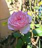Honoré de Balzac rose photo