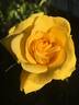 Gold Road rose photo