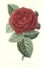 Prince Léon Kotschoubey rose photo