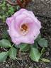 Verian rose photo