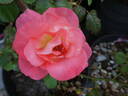 Holiday Island Fiji ® rose photo