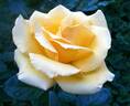 Butter Dream rose photo