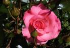 Fruit Dog rose photo