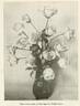 Uncle John rose photo