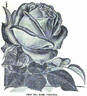 Virginia (tea, Dingee rose photo