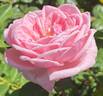 Kiss Me Kate rose photo