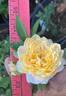 Jeri Jennings rose photo