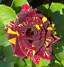 Abracadabra rose photo
