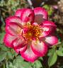 Hula Hoop rose photo