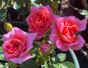 Treasure Trail rose photo