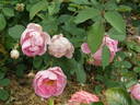 Royal Jubilee rose photo