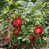 Playful Happy Trails™ rose photo