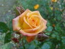 Dee Bennett ™ rose photo