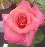 Secret Lady rose photo