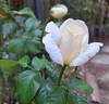 Jeanne Coeur ® rose photo
