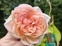 Comtesse de Noghera rose photo