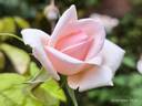 Comtesse de Noghera rose photo