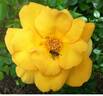 Gold Road rose photo