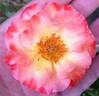 Fruit Dog rose photo