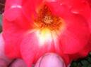 Fruit Dog rose photo