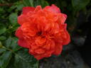 Vulcano ® rose photo