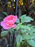 Folle Courtisane rose photo