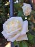 Jeanne Coeur ® rose photo